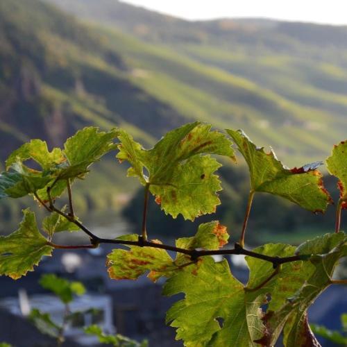 Weingut Erbes-Henn Hotel Uerzig Luaran gambar